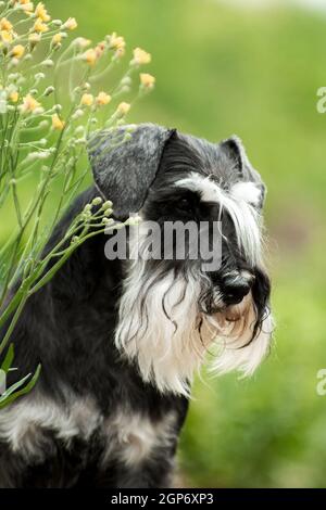 Porträt eines aufmerksamen Miniatur-Schnauzer-Zuchthundes auf einem Sommer Hintergrund in der Nähe einer gelben Blume Stockfoto