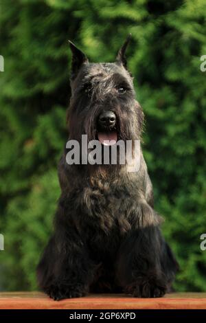 Black Dog Rasse Miniatur schnauzer sitzt auf einer Bank in Der Sommer in der Hütte im Freien vor der Kulisse der Grün Stockfoto