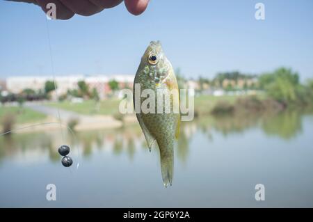 Ein Kürbiskernsunfish von Fischer an seiner Angelschnur gehakt. Nahaufnahme Stockfoto