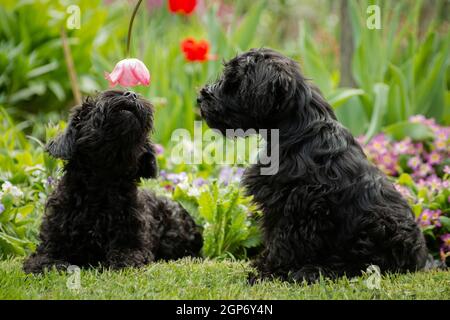 Zwei schwarze Miniatur-Schnauzer-Welpen, die mit roten Tulpen spielen Eine grüne Wiese im Sommer Stockfoto