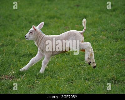 Süßes, flauschiges weißes Frühlingslamm mit rosa Ohren, jodgefärbtem Nabelkeule und Schwanzband, das auf der Hochlandwiese in Cumbria, England, UK, springt Stockfoto