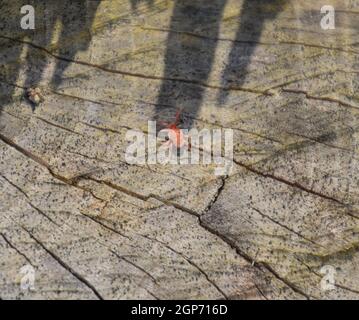 Roter samt-Tick auf den Stumpf. Nahaufnahme Makro rotem Samt Milbe oder Trombidiidae in natürlicher Umgebung. Stockfoto