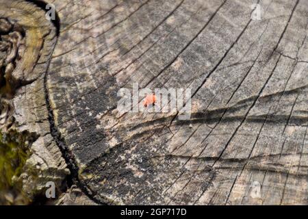 Roter samt-Tick auf den Stumpf. Nahaufnahme Makro rotem Samt Milbe oder Trombidiidae in natürlicher Umgebung. Stockfoto