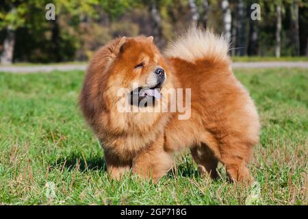 Ein großer rothaariger, zotteliger Hund der Chow-Rasse steht im Park auf grünem Gras Stockfoto