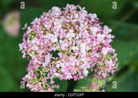 Rosa Blumen auf verschwommenem Hintergrund. Hortensia-Makrofoto mit selektivem Weichfokus Stockfoto