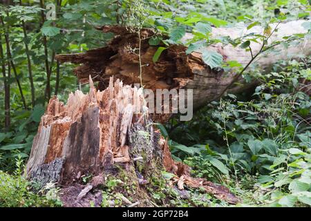 Gebrochener alter Fichtenstamm liegt in einem Wald in der Nähe von Stumpf Stockfoto