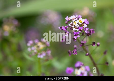 Lobularia maritima, Sorte Osterbonnet. Blühende Pflanze in der Familie Brassicaceae. Sein gebräuchlicher Name ist Sweet Alyssum oder Sweet alison Stockfoto