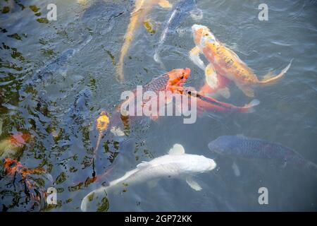 Orange und weißer Koi-Fisch im Teich Stockfoto