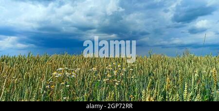 Sommerpanorama mit Weizenfeld und Regenwolken. Dunkle Wolken über dem Roggenfeld. Wunderschöne Sommerlandschaft mit Feld und Himmel. Gewitterwolken über dem Stockfoto