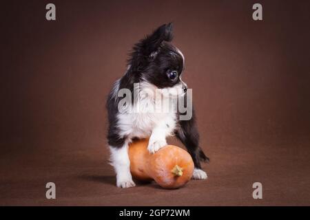 Flauschig weiß und schwarz steht der kleine Chihuahua Welpe auf braunem Hintergrund und ruht auf einem gelben und orangen Kürbis. Stockfoto