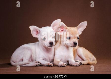 Zwei kleine Chihuahua Hunde, weiß und rot, liegen drinnen im Studio auf braunem Hintergrund Stockfoto