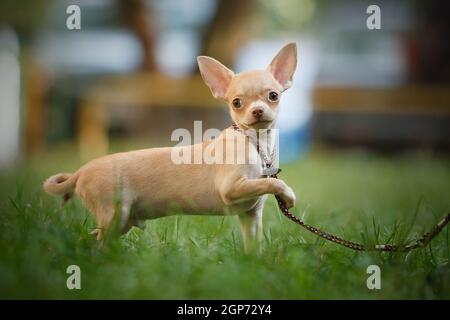 Ein kleiner weiß-beige Welpe der Chihuahua Rasse steht auf der Straße auf dem grünen Gras und hält seine Leine mit einer Pfote. Stockfoto