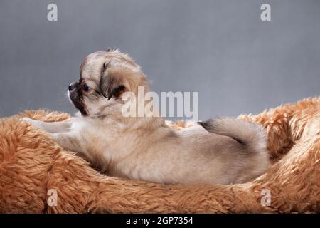 Ein Beige mit schwarzer Nase, ein niedlicher kleiner Welpe eines chihuahua streckte sich in voller Länge auf einem pelzigen roten Kissen auf einem grauen Hintergrund in einem Indoor s aus Stockfoto