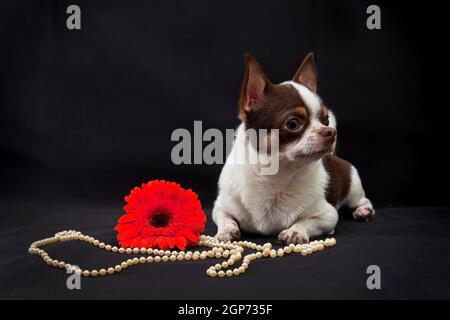 Daneben liegt ein schokoladenweißer Hund der Rasse Chihuahua Eine rote Gerbera Blume und weiße Perlen auf einem schwarzen Hintergrund drinnen im Studio Stockfoto