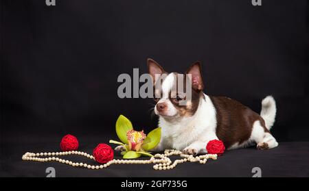 Ein schokoladenweißer Hund der Chihuahua Rasse liegt neben drei roten Weidenkugeln, einer Orchideenblume und weißen Perlen auf schwarzem Hintergrund drinnen in Th Stockfoto