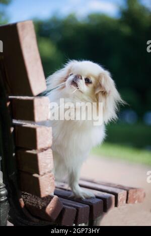 Romantisches Weiß mit roten Flecken, flauschige langhaarige Hund der Rasse japanischen Kinn, sitzt auf einer hölzernen braunen Bank in einem Sommerpark im Freien Stockfoto