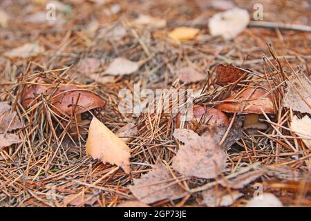 Die Pilze von Suillus wachsen im Herbstwald. Pilze verstecken sich unter Kiefernnadeln und trockenen Blättern. Stockfoto