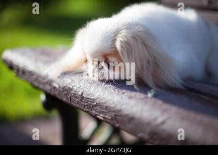 Weiß mit roten Flecken, flauschiger langhaariger Hund der japanischen Kinnrasse, liegt leider auf einer hölzernen braunen Bank in einem Sommerpark im Freien Stockfoto