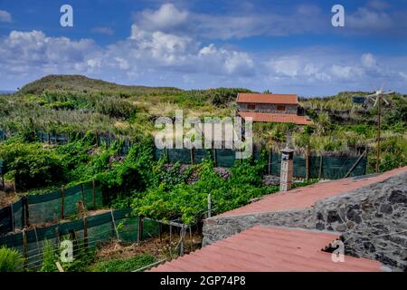 Faja Quebrada Nova, Achadas da Cruz, Madeira, Portugal Stockfoto