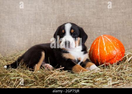 Ein schwarz-rot gebräunter und weißreihiger Welpe der Schweizer Breed Entlebuher Sennenhund liegt drinnen auf einem Sackleinen Das Studio auf getrocknetem Heu neben einem o Stockfoto