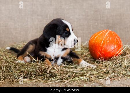 Ein schwarz-rot gebräunter und weißreihiger Welpe der Schweizer Breed Entlebuher Sennenhund liegt drinnen auf einem Sackleinen Das Studio auf getrocknetem Heu neben einem o Stockfoto