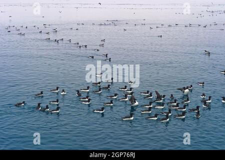 Dickschnabelmöwen (Uria lomvia) oder Brunnichs Guillemot beim Schwimmen, Alkefjellet-Vogelklippe, Hinlopenstraße, Spitzbergen-Insel, Svalbard-Archipel Stockfoto