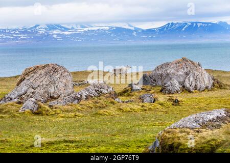 Spitzbergen-Rentier (Rangifer tarandus platyrhynchus) in Toundra, Svalbard Island, Svalbard Archipel, Norwegen Stockfoto