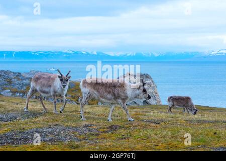 Spitzbergen-Rentiere (Rangifer tarandus platyrhynchus) in Toundra, Svalbard Island, Svalbard Archipel, Norwegen Stockfoto