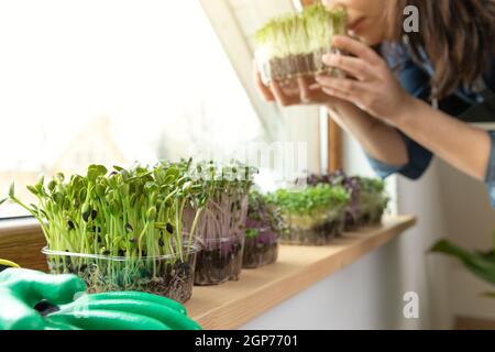 Frauen genießen frisch angebaute Mikrogrüns auf einem Schweller in der Nähe von sonnigen Fenster. Selbst angebaute gesunde Superfood Microgreens. Stockfoto