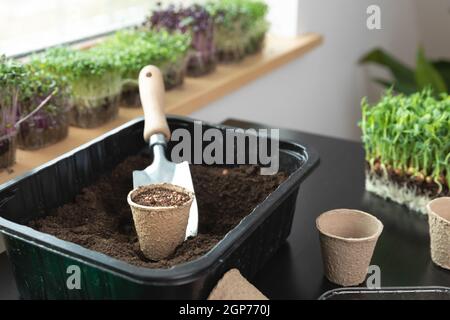 Zu Hause Gartenkonzept Aschenpel Samen im Boden auf einem Tisch mit verschiedenen Mikrogrüns. Hobbys zu Hause. Stockfoto