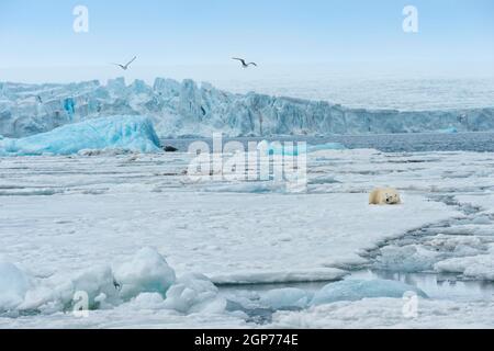Eisbär (Ursus maritimus), der auf Packeis vor einem blauen Eisberg ruht, Bjoernsundet, Hinlopenstraße, Spitzbergen-Insel, Spitzbergen Stockfoto