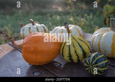 Auswahl an essbaren und dekorativen Kürbissen und Kürbissen. Herbstzusammensetzung verschiedener Squash-Typen auf Holztisch. Stockfoto