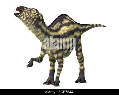 Maiasaura war ein pflanzenfressender Hadrosaur-Dinosaurier, der während der Kreidezeit in Montana lebte. Stockfoto