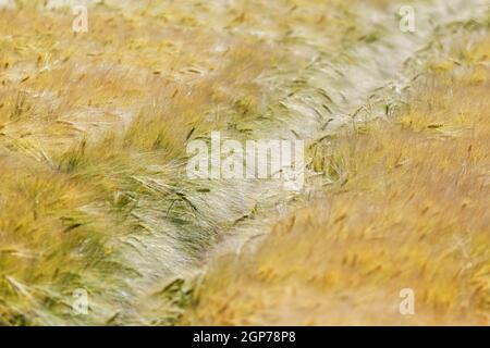 Barleys Field (Hordeum vulgare), Wachtendonk, Kreis Kleve, Nordrhein-Westfalen, Deutschland Stockfoto