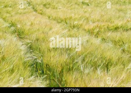 Barleys Field (Hordeum vulgare), Wachtendonk, Kreis Kleve, Nordrhein-Westfalen, Deutschland Stockfoto