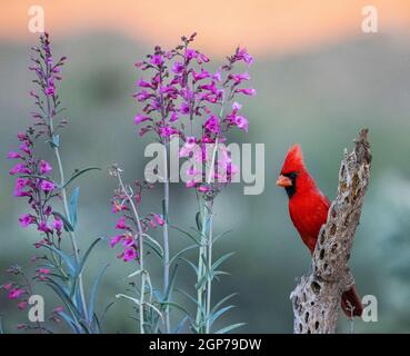 Northern cardinal, Marana, in der Nähe von Tucson, Arizona. Stockfoto