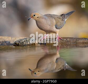 Taube, Marana, in der Nähe von Tucson, Arizona. Stockfoto