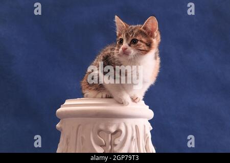 Gefleckte Kätzchen sitzen in original ungewöhnlichen Ort, auf Alabaster Hauptstadt, auf blauem Hintergrund im Studio drinnen Stockfoto