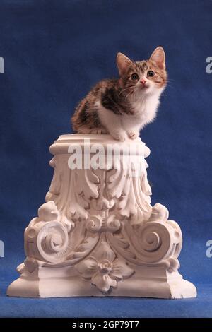 Gefleckte Kätzchen sitzen in original ungewöhnlichen Ort, auf Alabaster Hauptstadt, auf blauem Hintergrund im Studio drinnen Stockfoto