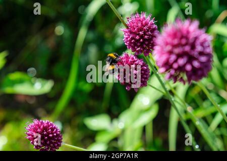 Bienen und Hummeln forden auf der lila Zierpflanze nach Honig Lauch Stockfoto