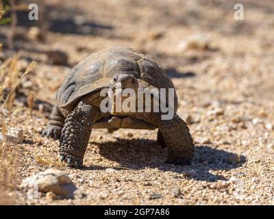 Sonoran Desert Tortoise, Marana, in der Nähe von Tucson, Arizona. Stockfoto