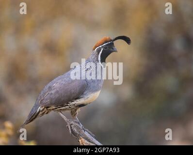 Die gambel Wachtel, Marana, in der Nähe von Tucson, Arizona. Stockfoto