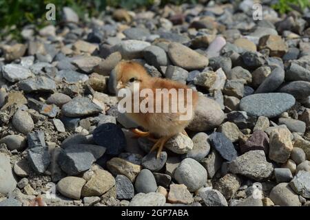 Rote tägliche Huhn. Die Wartung von Geflügel in persönliche Tochtergesellschaft Farm. Stockfoto