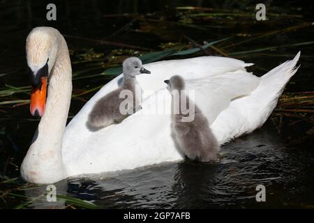 Muter Schwan (Cygnus olor) mit Küken auf dem Rücken, Schleswig-Holstein, Deutschland Stockfoto