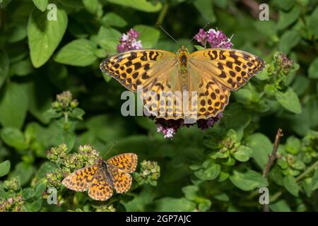 Silberfarbener Fritillär (Argynnis paphia) Stockfoto