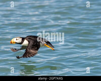 Gehörnte Papageientaucher, Lake Clark National Park, Alaska. Stockfoto