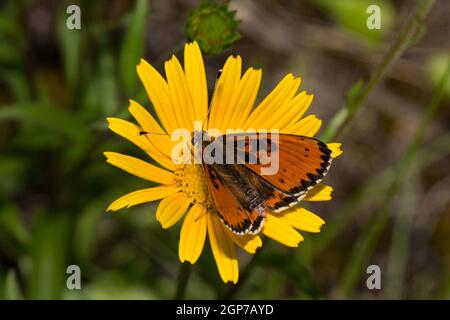 Gefleckte Fritilläre (Melitaea didyma), männlich, Muster anormal Stockfoto