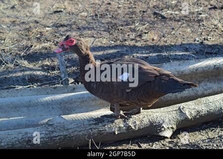 Die Moschus-Ente. Die Wartung von Moschus Enten in einem Haushalt. Stockfoto