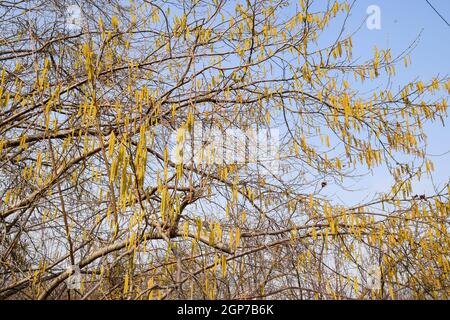 Blühende Hasel Haselnuss. Hazel Kätzchen auf Zweigen Stockfoto