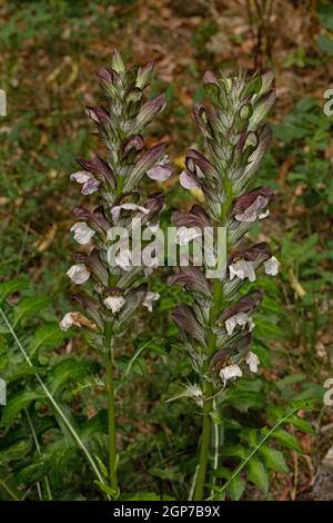 Ungarischer Acanthus (Acanthus hungaricus) Stockfoto